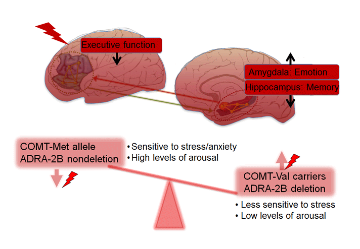 Stress, brain and cognition